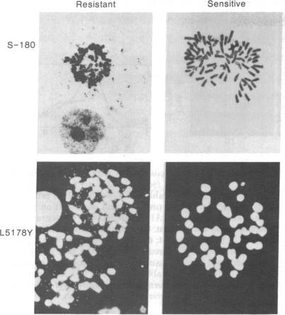 graphic file with name pnas00011-0265-a.jpg