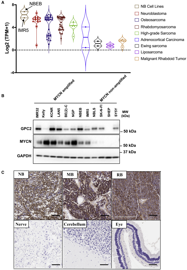 Figure 4