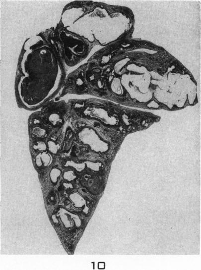 Fig. 10