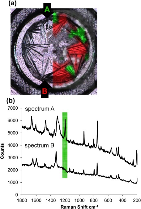 Fig. 5. (a) Confocal laser microscopy image of a sample containing a glycopeptide and DHB matrix. Raman spectra from every point were obtained by scanning the crystals and the crystals were divided into two types, denoted as Raman spectra A (green) and B (red). Reproduced from ref. 43.