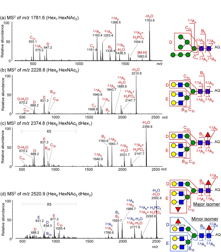 Fig. 4. Representative negative-ion CID spectra of desialylated N-glycans derived from the HER2 protein (SK-BR-2 cell line). CID spectra of (a) Hex7HexNAc2 at m/z 1781.6, (b) Hex6HexNAc5 at m/z 2228.8, (c) Hex6HexNAc5dHex1 at m/z 2374.8, and (d) Hex6HexNAc5dHex2 at m/z 2520.9. N-Glycans were ionized as phosphate adducts after on-target 3-AQ labeling. Red letters indicate product ions originating from a major isomer; blue letters indicate those from a minor isomer. Insets depict structures deduced from the negative-ion CID spectra. Reproduced with permission from ref. 35. Copyright (2012) American Chemical Society.