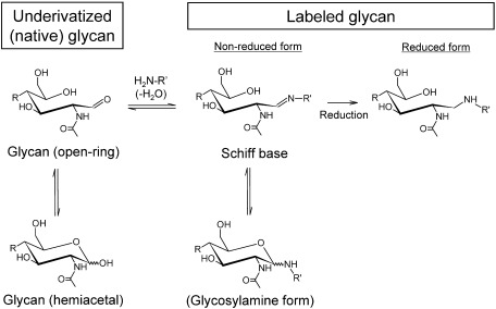 Fig. 1. Reaction scheme for forming derivatives by reductive amination on the reducing end of N-glycans. Reproduced with permission from ref. 35. Copyright (2012) American Chemical Society.