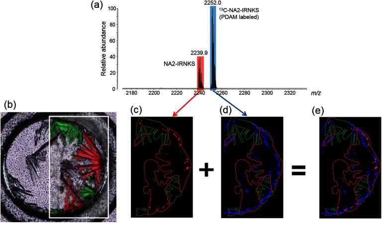 Fig. 6. (a) Mass spectrum of a sample containing a glycopeptide (NA2-IRNKS) and PDAM-derivatized 13C-NA2-IRNKS. (b) Confocal laser microscopy image and Raman microscopy image of the sample. Enclosed green area indicates the crystal with a Raman spectrum A and red area is the crystal with a Raman spectrum B. The same areas are shown in MS images of Figs. 6(c)–(e). The area surrounded with the green line corresponds to the crystal with Raman spectrum A. The area surrounded with the red line corresponds to the crystal with Raman spectrum B. (c) MS image of protonated NA2-IRNKS (m/z 2239.9). The black area indicates no signal and a red dot with stronger signal is shown more brightened. (d) MS image of protonated 13C-NA2-IRNKS (m/z 2252.0). The black area indicates the absence of a signal and a blue dot with stronger signal is shown more brightened. (e) The overlay images c and d. Reproduced from ref. 43.