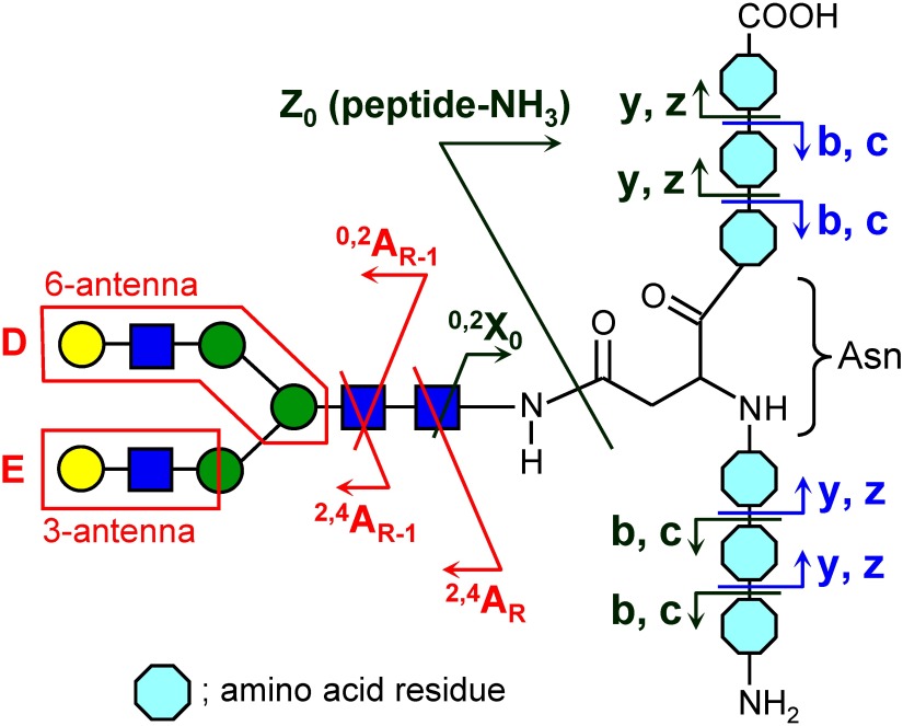 Fig. 7. Schematic representation of observed fragment ions of glycopeptides in the negative-ion mode. Annotations in red, green, and blue indicate type (i), (ii), and (iii) fragment ions, respectively. Reproduced with permission from ref. 58. Copyright (2014) American Society for Mass Spectrometry.