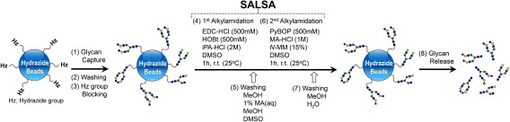 Fig. 11. Schematic diagram of solid-phase SALSA using hydrazide beads. Reproduced with permission from ref. 72. Copyright (2017) American Chemical Society.