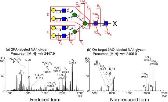 Fig. 3. Negative-ion CID spectra of (a) 2PA-labeled NA4 glycan [M−H]− and (b) on-target 3-AQ-labeled NA4 glycan [M−H]−. A similar CID spectrum can be obtained from [M+H2PO4]− . The main product ions are illustrated in the inset without distinguishing between the 6-antenna (upper) and the 3-antenna (lower), but D (E) ions are derived from only the 6-antenna (3-antenna). Reproduced with permission from ref. 35. Copyright (2012) American Chemical Society.