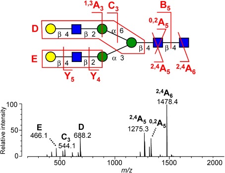 Fig. 2. Typical example of a negative-ion CID spectrum of N-glycan. The spectrum was obtained from a nitrate adduct of a biantennary NA2 glycan. Reproduced with permission from ref. 27. Copyright (2012) American Chemical Society.