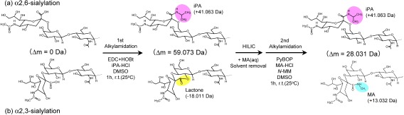 Fig. 9. Reaction scheme of SALSA. Derivatization of (a) α2,6-linked and (b) α2,3-linked Neu5Ac residues on the terminal Gal-GlcNAc are depicted. SALSA consists of two sequential reactions, isopropylamidation and methylamidation. In the first alkylamidation, α2,6- and α2,3-linked sialic acids are selectively converted into their iPA-derivatized and lactone forms, respectively. After the removal of excess reagents by HILIC SPE, a 1% methylamine solution is added to promote alkali-driven lactone cleavage, and solvents were then removed in vacuo. In the 2nd alkylamidation, lactonized and de-lactonized α2,3-linked sialic acids are derivatized by MA under mild reaction conditions. Reproduced with permission from ref. 72. Copyright (2017) American Chemical Society.