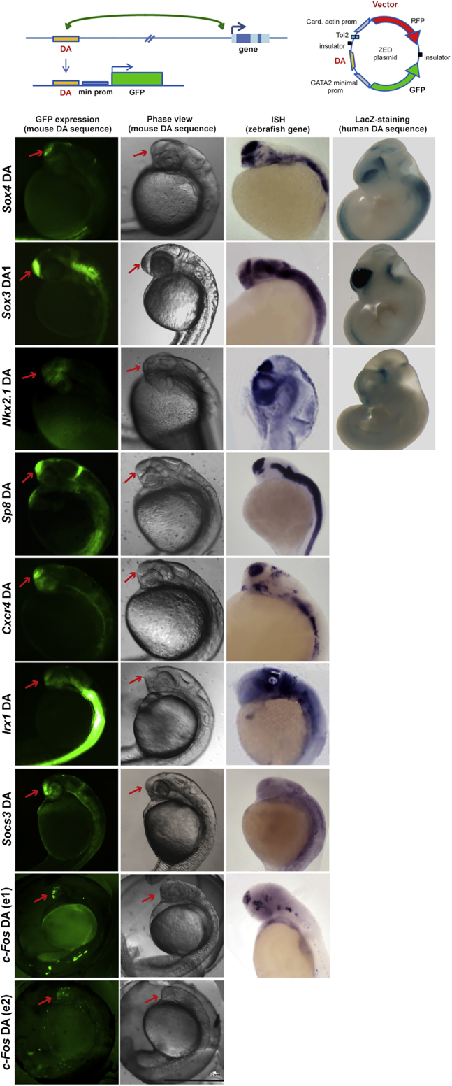 Figure 4