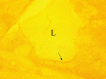 Fig. 10