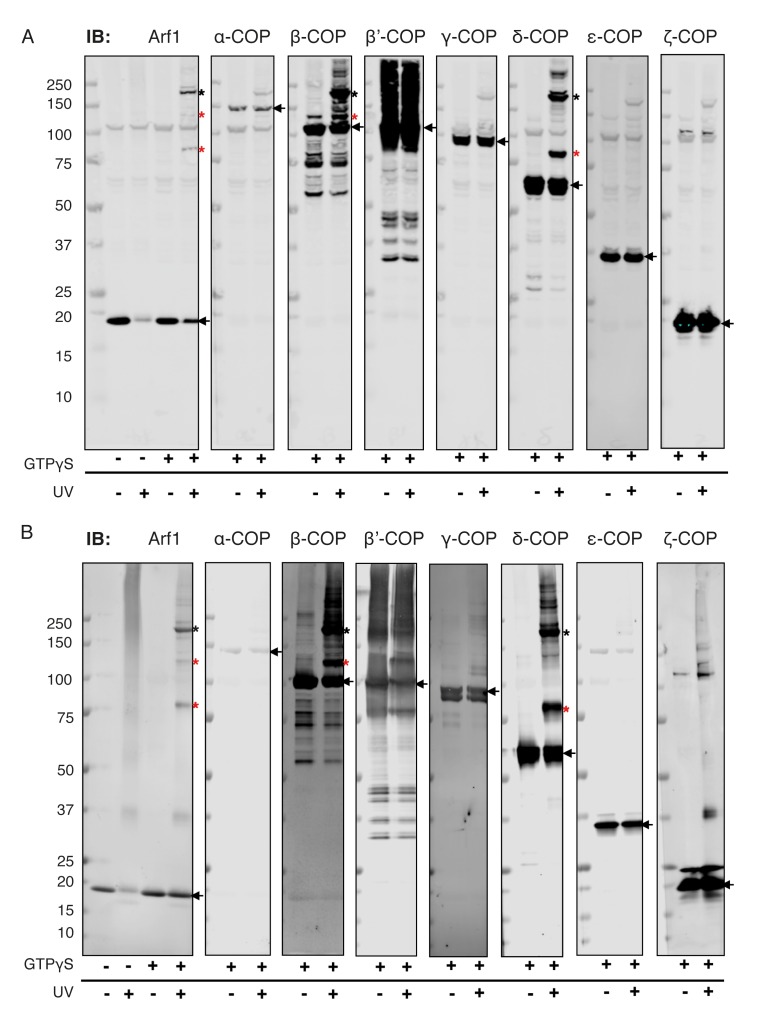 Figure 6—figure supplement 2.