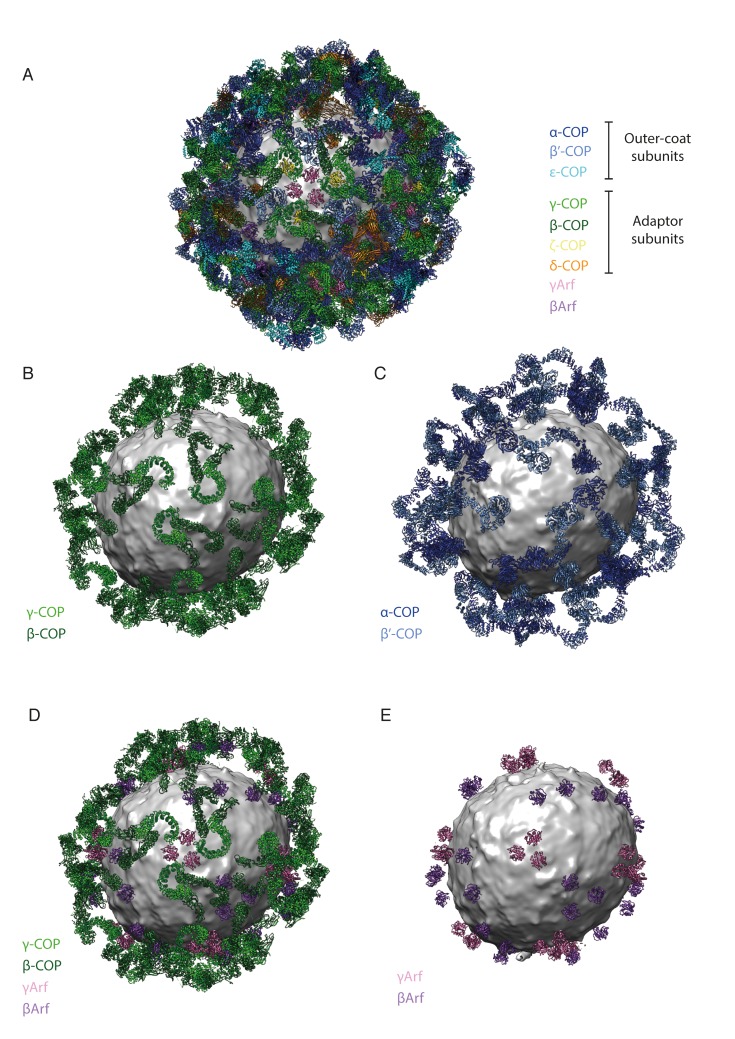 Figure 2—figure supplement 3.