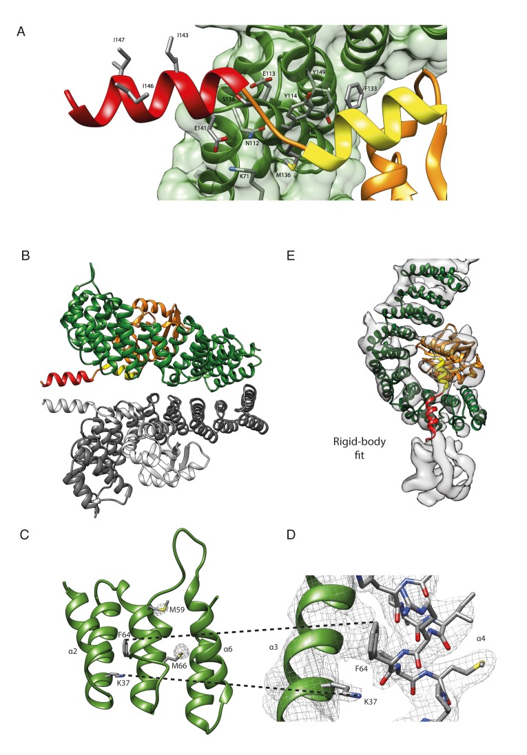 Figure 1—figure supplement 1.