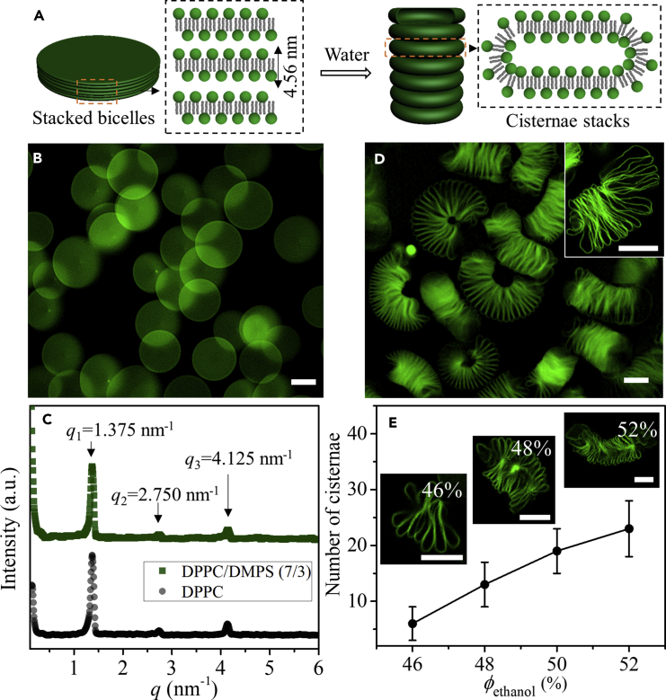 Figure 1