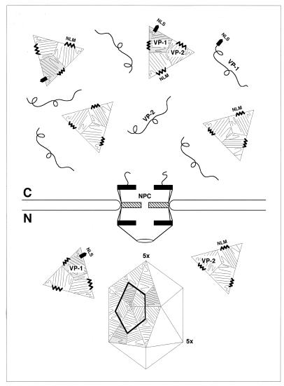 FIG. 5