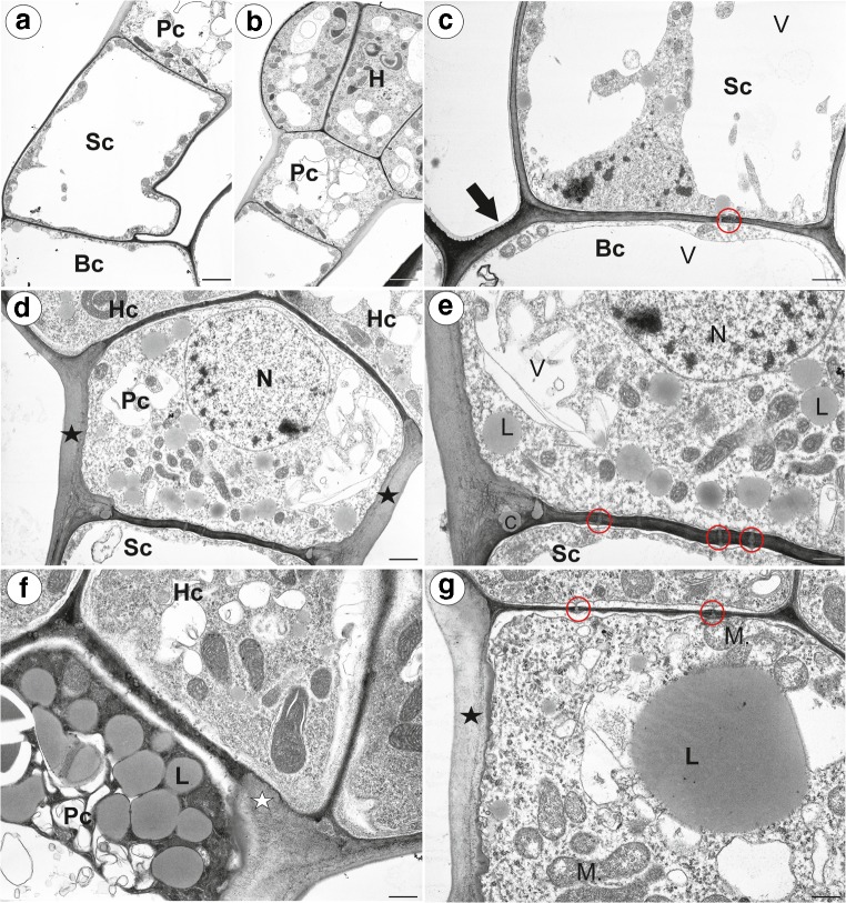 Fig. 9