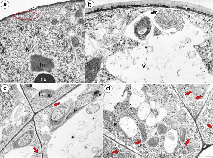 Fig. 11