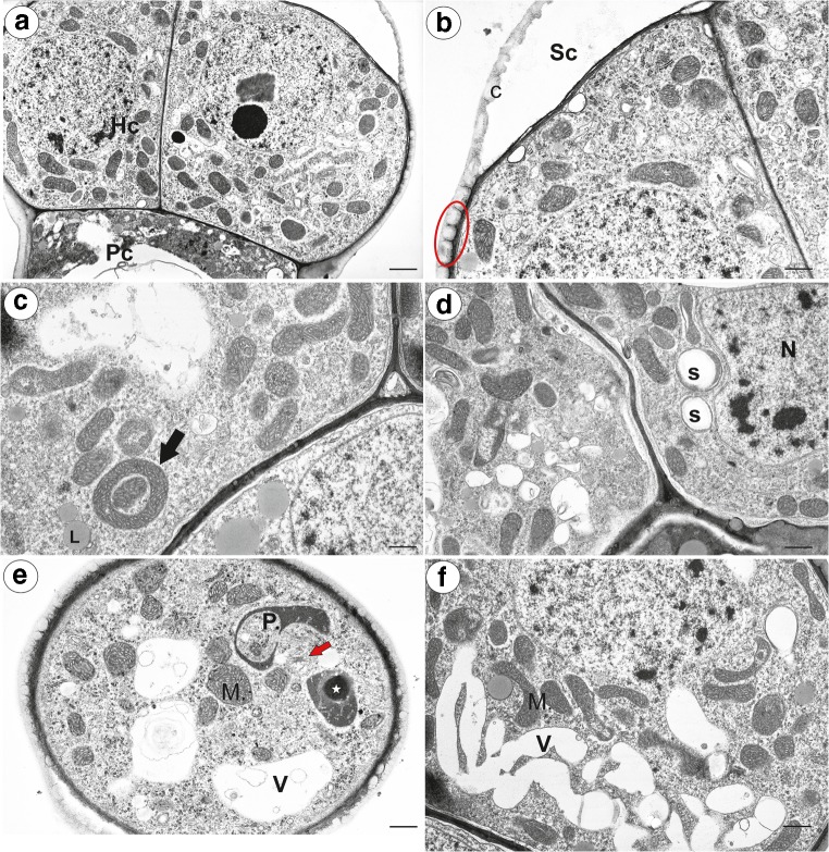 Fig. 10