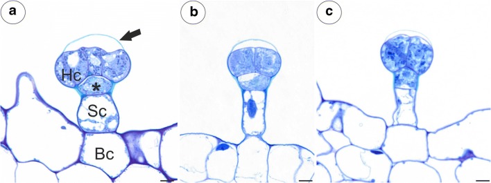 Fig. 8