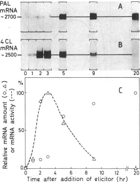 graphic file with name pnas00605-0130-a.jpg