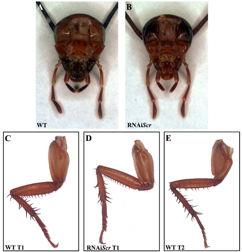 Fig. 5