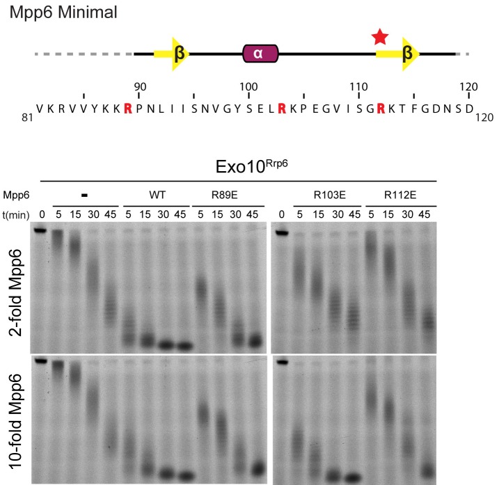 Figure 3—figure supplement 1.