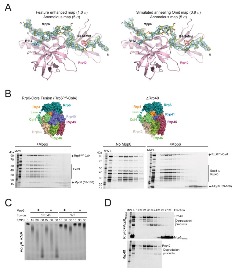 Figure 2—figure supplement 1.