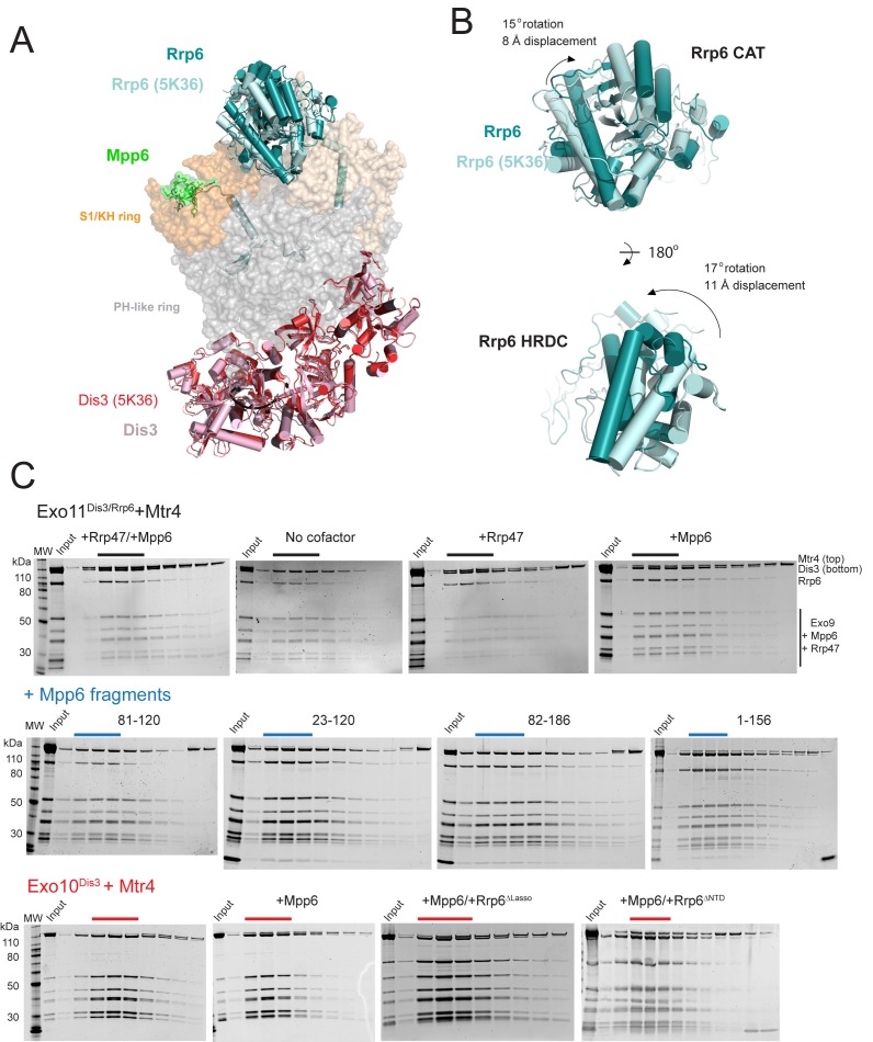 Figure 5—figure supplement 1.