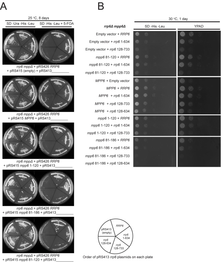 Figure 7—figure supplement 1.