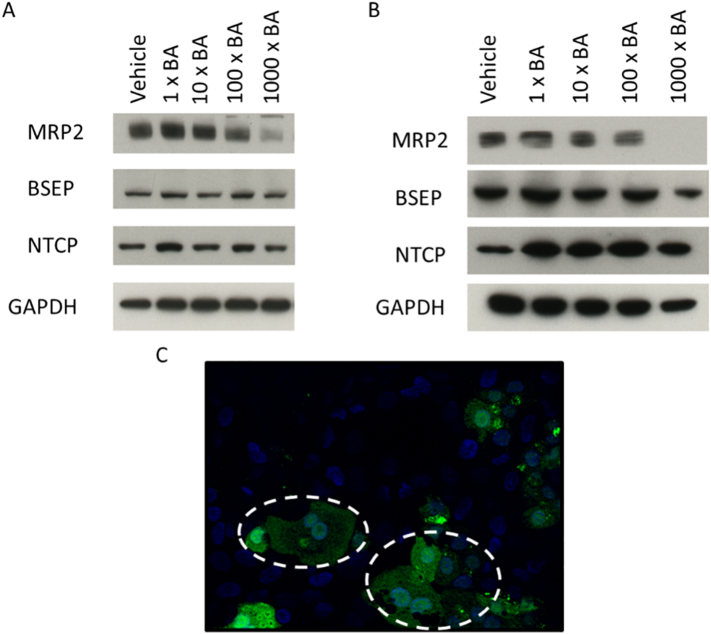 Fig. 11