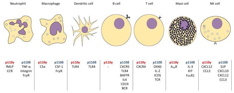 Fig. (1)