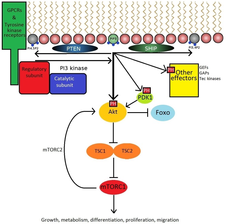 Fig. (2)