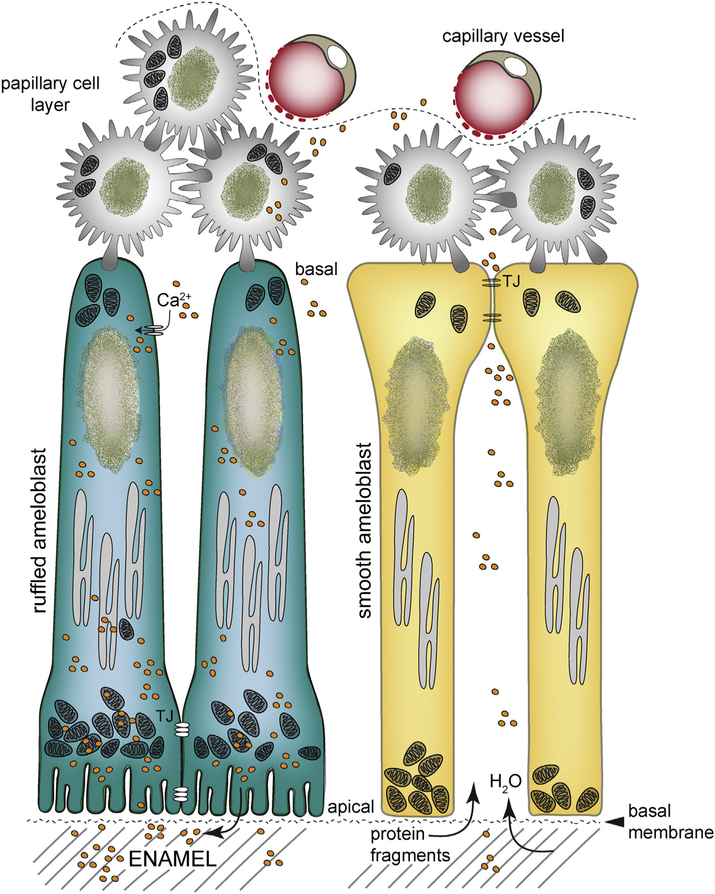 Fig. 3.