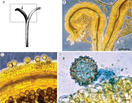 Fig. 3.