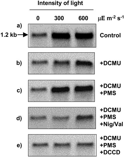 Figure 5.