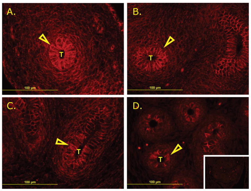 FIG. 6