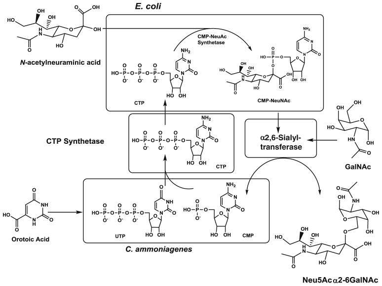 Fig. 10