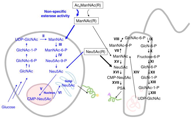 Fig. 6