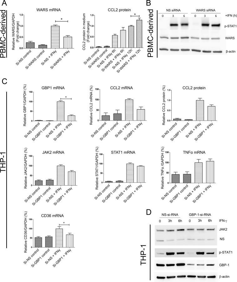 Figure 5—figure supplement 1.