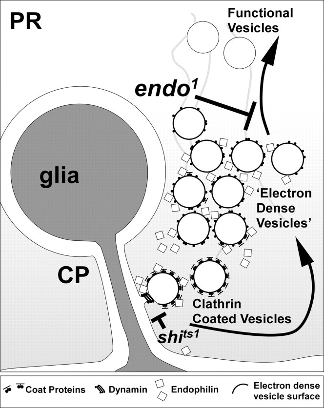 Figure 11.