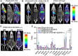 Figure 2. [89Zr]Zr-DFO-YS5 PET/CT can detect subcutaneous MM.1S xenografts in vivo. MIP and CT and μPET/CT fusion images of (A) [89Zr]Zr-DFO-YS5 (n = 4), (B) 50-fold YS5 + [89Zr]Zr-DFO-YS5 (n = 3), and (C) [89Zr]Zr-DFO-IgG in NSG mice (n = 4) bearing subcutaneous MM.1S xenografts at 6 days post-injection. D, MIP and CT and μPET/CT fusion images of [89Zr]Zr-DFO-YS5 in NSG mice bearing (n = 5) subcutaneous CD46-KO MM.1S (CD46−/−) xenograft at 6 days post-injection. E, Biodistribution of [89Zr]Zr-DFO-YS5, [89Zr]Zr-DFO-YS5 + 50-fold YS5, [89Zr]Zr-DFO-IgG in NSG mice bearing subcutaneous MM.1S xenograft, and biodistribution of [89Zr]Zr-DFO-YS5 in NSG mice bearing subcutaneous CD46-KO MM.1S (CD46−/−) xenograft at 6 days after injection. Two-way ANOVA P values are indicated as *, P < 0.05; **, P < 0.01; ***, P < 0.001; ****, P < 0.0001.