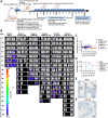 Figure 6. [225Ac]Ac-DOTA-YS5 is an effective treatment for multiple myeloma in the MM.1S metastatic model. A, Schematic for therapeutic study. B, Serial BLI imaging indicates reduced tumor burden in the treatment groups (ventral view; n = 8). C, Body weight measurements in control and treatment groups. D, Kaplan–Meier curve demonstrates dose-dependent improvement in overall survival in the treatment arms. E, CD138 expressing cells in femurs in mice from the control group (n = 1) treated with saline after 15 days (F) decrease in CD138 expressing cells in femurs in mice treated with 0.125 μCi (n = 1) of [225Ac]Ac-DOTA-YS5 after 15 days, confirming tumor-targeted cell death and reduction in tumor burden.