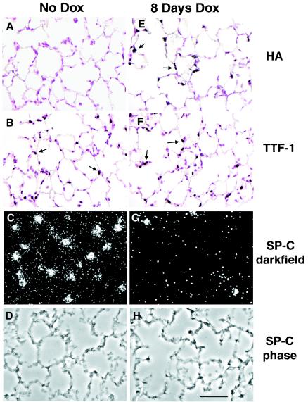 FIG. 9.