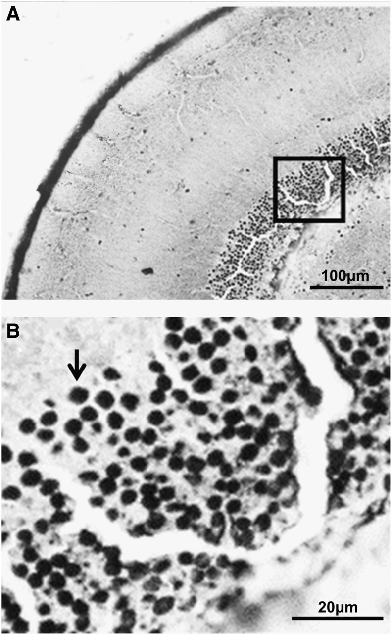 FIG. 1.