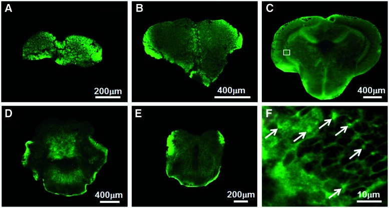 FIG. 8.