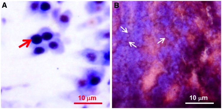 FIG. 6.