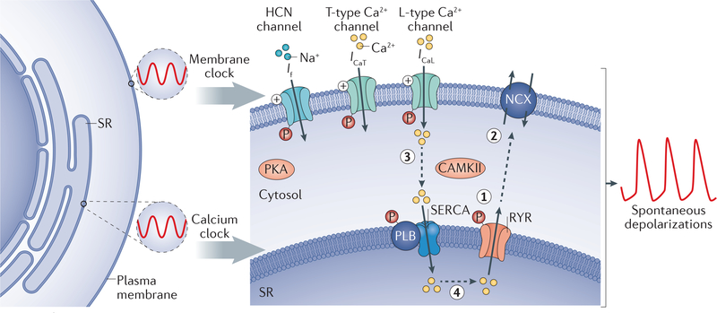 Figure 2 |