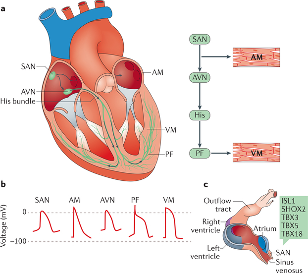 Figure 1 |