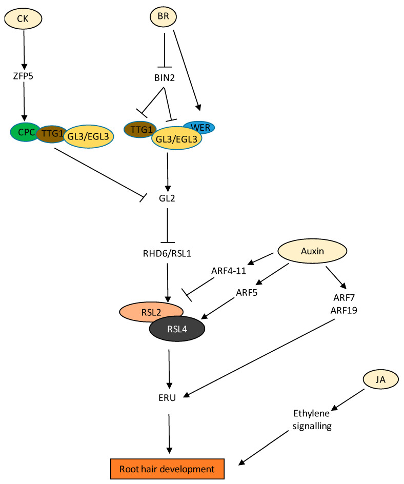 Figure 5