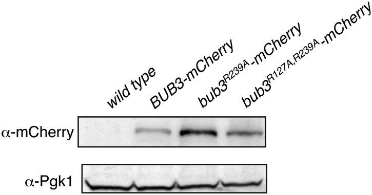 Figure 5—figure supplement 1.